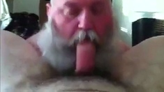 Bearded Daddy Sucks Big Cock